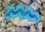 giant clams inspires solar tech