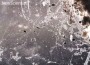 electric bacteria microbial nanowires