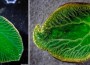 Elysia chlorotica