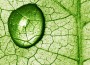 artificial leaf