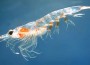 Solar cells from shrimp shells