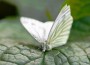 cabbage white butterfly inspire solar technology
