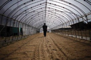 Thee greenhouse in Fukushima is to have PV installations