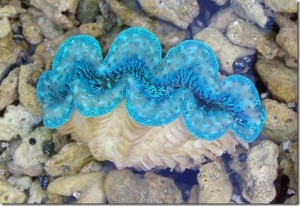 giant clams inspires solar tech