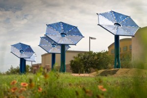 solar sunflower
