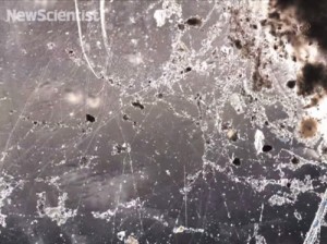 electric bacteria microbial nanowires