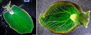 Elysia chlorotica