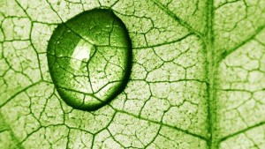 artificial leaf