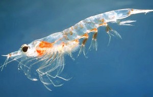 Solar cells from shrimp shells 