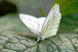 cabbage white butterfly inspire solar technology
